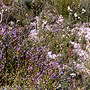 Shrubland on laterite after fire, Albany, WA