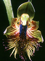 Calochilus campestris, Flat Rock Creek, Nowra, NSW