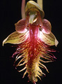 Calochilus campestris, Woolar, NSW