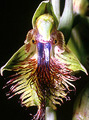 Calochilus campestris, Moonbi, NSW