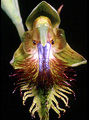 Calochilus campestris, Jamberoo Mountain, NSW