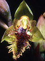 Calochilus campestris, Mount Keira, NSW