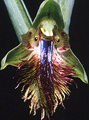 Calochilus campestris, Pigeon House turnoff, NSW