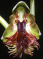 Calochilus campestris, Tourist Road, Robertson, NSW