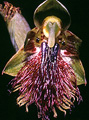 Calochilus campestris, Manyana Road, NSW