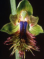 Calochilus campestris, Tahmore, NSW