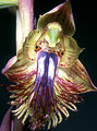 Calochilus campestris, Coffin Bay National Park, SA