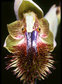 Calochilus campestris, Manyana, NSW