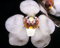 Sarcochilus falcatus, Herberton Range State Forest, QLD