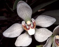 Sarcochilus falcatus, Dorrigo, NSW