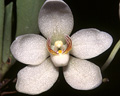 Sarcochilus falcatus, Fitzroy Falls, NSW