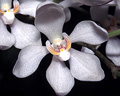 Sarcochilus falcatus, Cambewarra Mountain, NSW