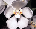 Sarcochilus falcatus, Minamurra Falls, NSW