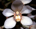 Sarcochilus falcatus, Fitzroy Falls, NSW