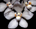 Sarcochilus falcatus, Robertson, NSW