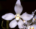 Sarcochilus falcatus, Mount Wilson, NSW