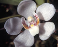 Sarcochilus falcatus, Bunya Mountains, QLD