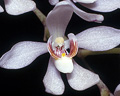 Sarcochilus falcatus, Blue Mountains, NSW