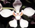 Sarcochilus falcatus, Barrington Tops, NSW