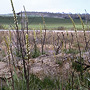 Prasophyllum elatum flowering on disturbed road verge, Denbarker road, WA