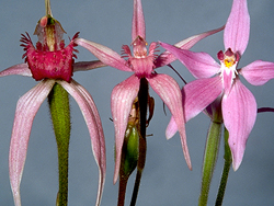 A natural intergeneric hybrid (centre) between Arachnorchis gardneri (LHS) and Caladenia latifolia