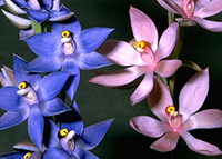 Variation of Thelymitra macrophylla