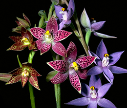 A natural hybrid (centre) between Thelymitra fuscolutea (LHS) and T. macrophylla