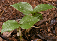 Diteilis simmondsii, Rainbow Beach, QLD