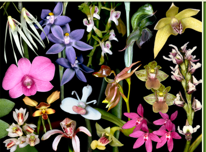 Collage of Australian Orchids