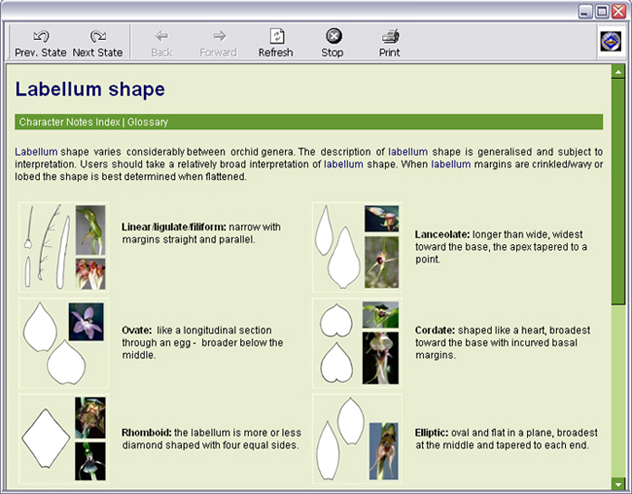 Labellum shape character notes