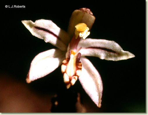 APHYLLORCHIS Photographs