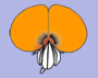image fullsize