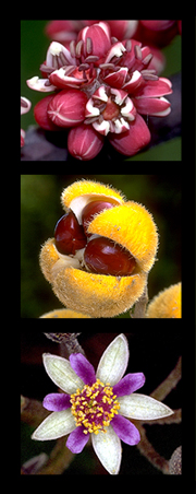 Australian Tropical Rainforest Plants