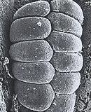 eucalypt image