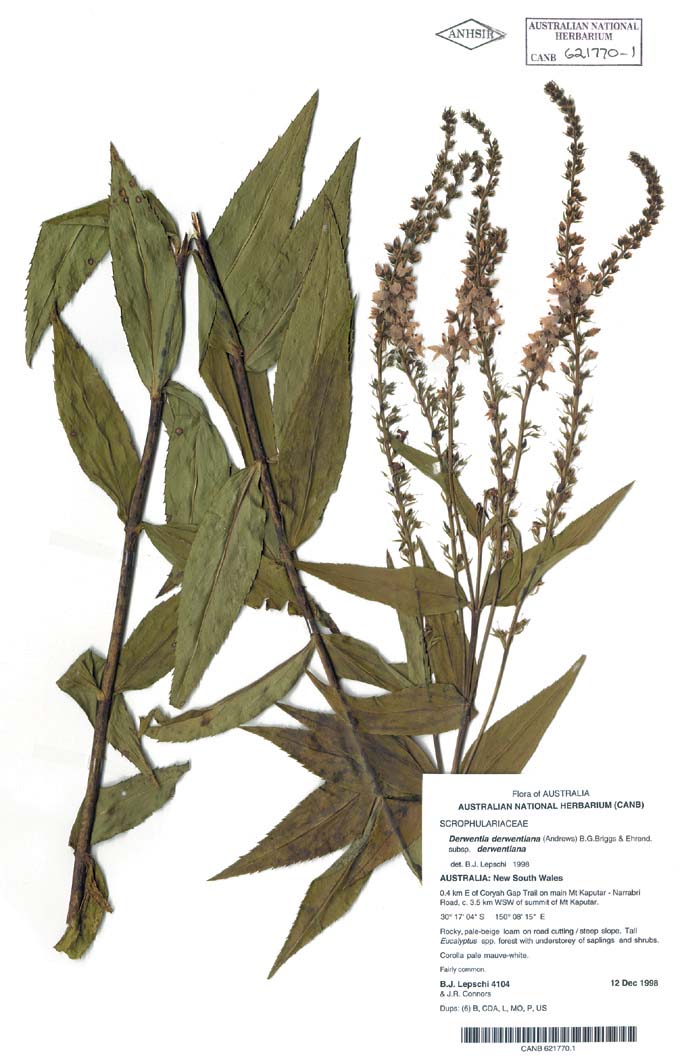 Herbarium specimen explained