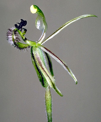 Drakonorchis barbarossa