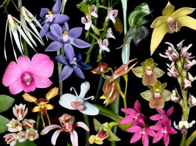 Orchid Identification Chart