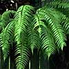 Asplenium polydon