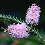 Melaleuca scabra