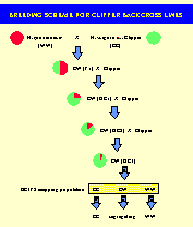 Breeding scheme for clipper backcross lines