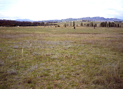 Temperate grassland community