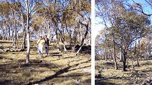 Grassy Woodlands of southeastern NSW