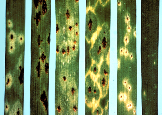 Wheat leaf rust (photo courtesy of Doug Gow, Plant Breeding Institute)