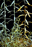 Healthy and infected Linum marginale plants