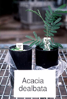 Acacia seedlings with "good" versus "bad" rhizobial strains