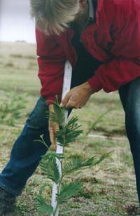 photo: measuring wattle