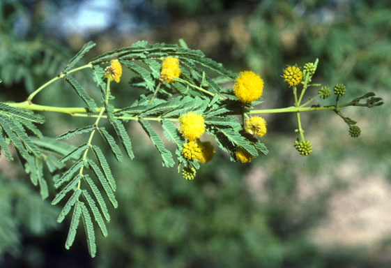 Acacia Australian National Herbarium Canbr