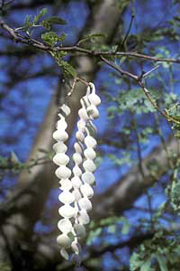 Acacia nilotica fruit