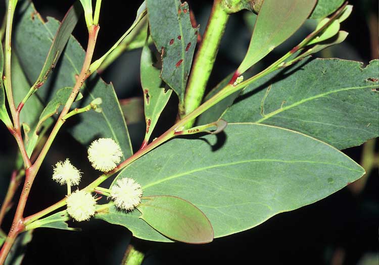 Acacia Australian National Herbarium Canbr