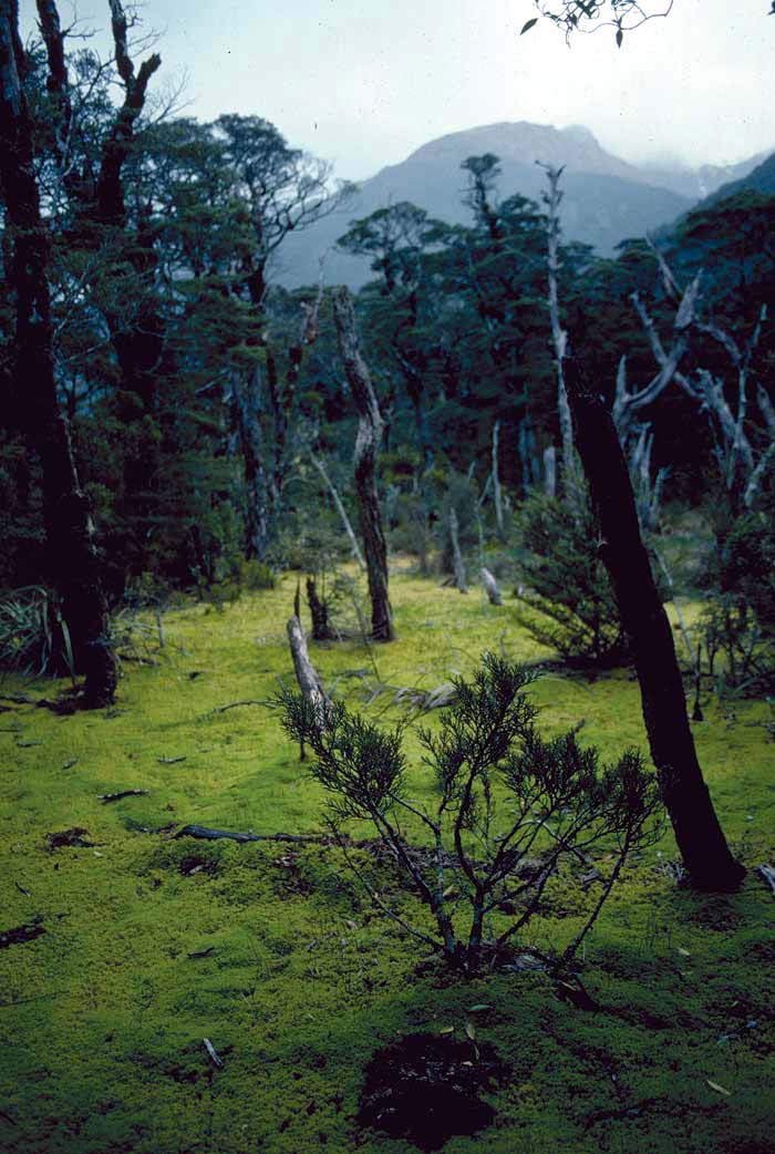 The Pitcher Plantation, Australia: About Using Sphagnum Moss for
